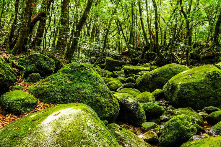 Yakushima, Japan