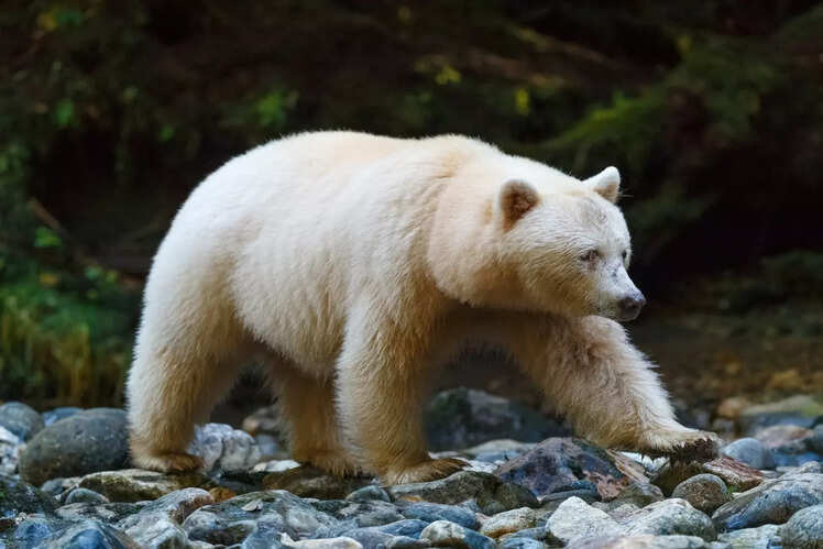 Great Bear Rainforest, Canada