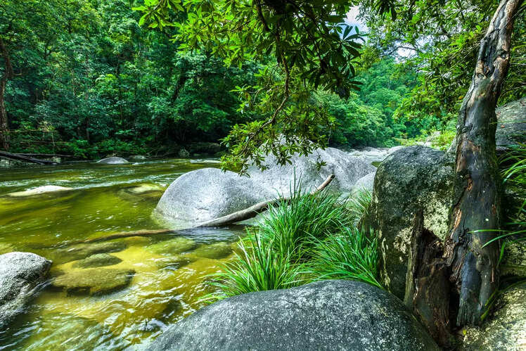 Daintree Rainforest, Australia