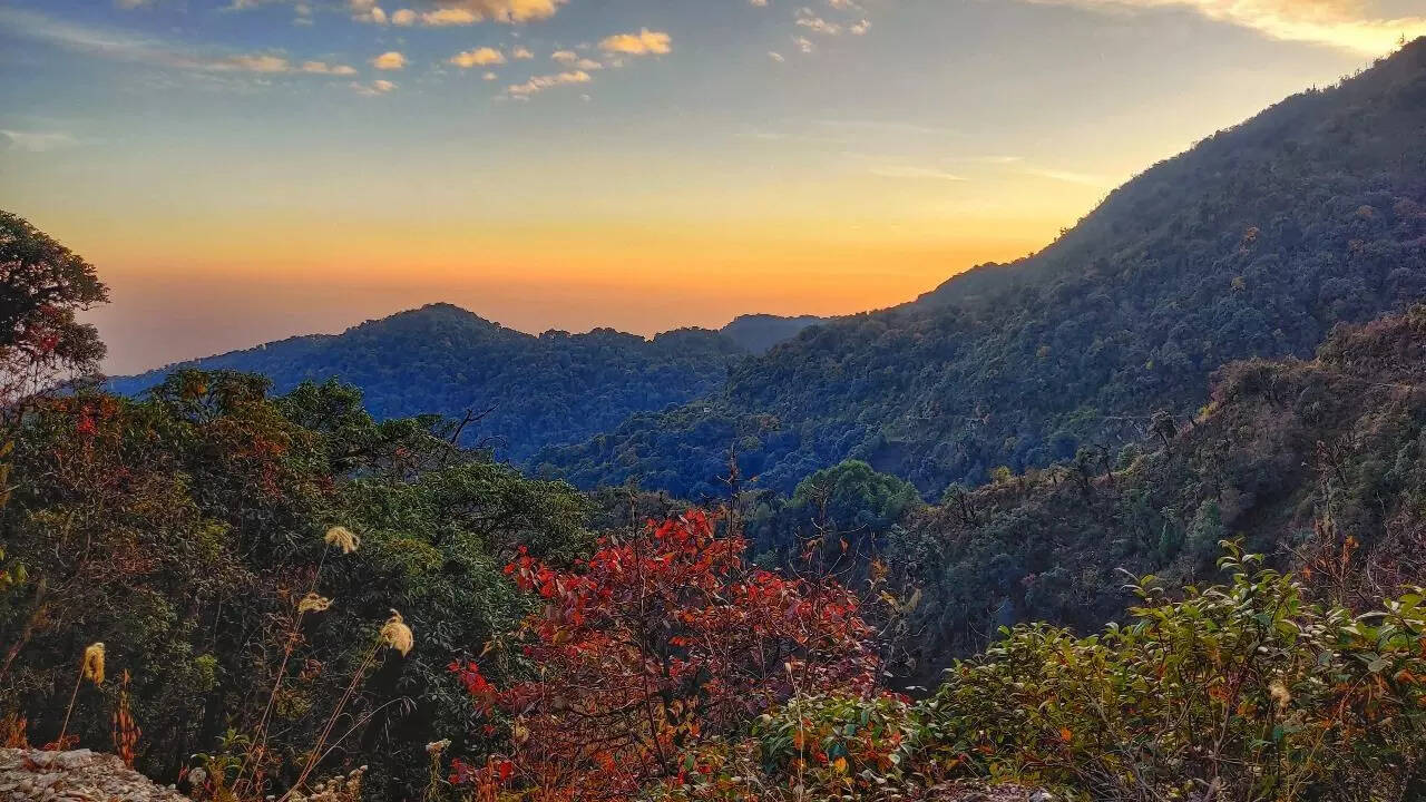 Logging and climate change threatening Himalayan birds: IISc | India News -  Times of India