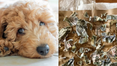 Biting the Budget: Mischievous dog munches $4,000, owner's shock is priceless!