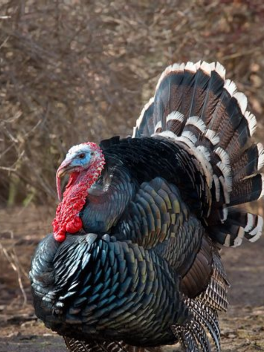 Komodo Dragon To Cockroaches Animals That Can Reproduce Without Mating
