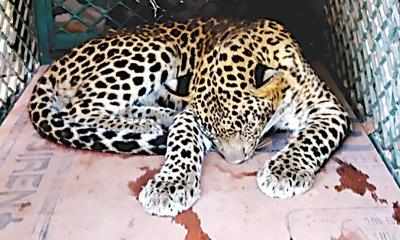 Leopard strays into residential area, rescued