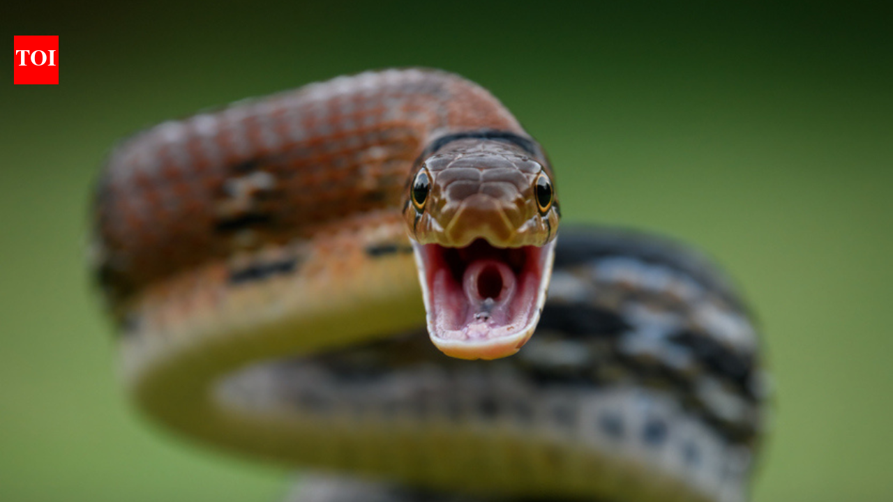 10 most venomous animals in the world
