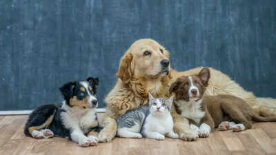 Top Tips For A Happy And Healthy Pet