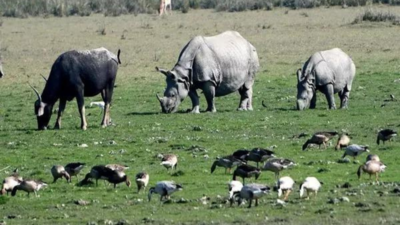 After 40 years, rhinos return to sanctuaries in Assam