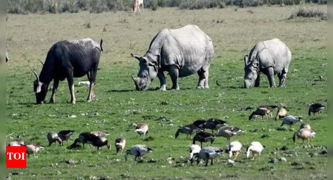 After 40 years, rhinos return to sanctuaries in Assam | India News