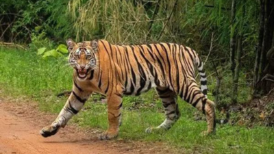 30 encroachers cleared 70 hectares of jungle from tiger buffer zone