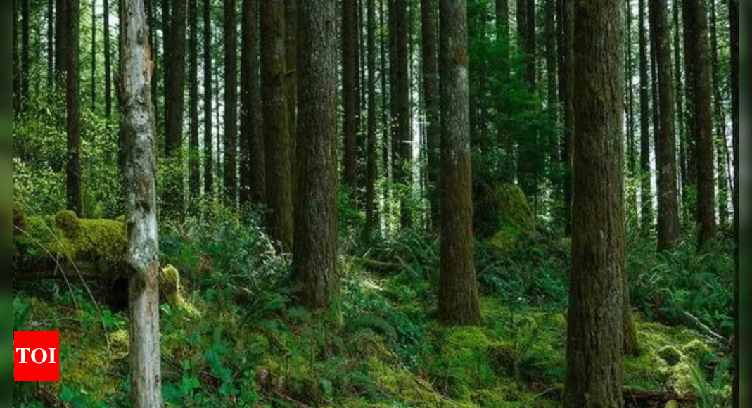 Forest certification scheme launched, origin of tree-based products can be checked by green-conscious consumers – Times of India