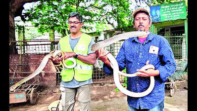 17 snakes bid adieu to VOC Park Zoo; deer, pythons await their turn