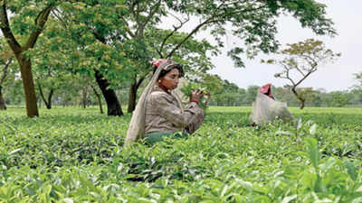 Darjeeling tea production falls 9% in 2023 to lowest level in 6 years