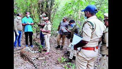Tigress found dead after suspected territorial fight