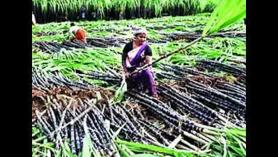 Pongal sugarcane procurement begins in Madurai
