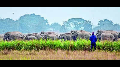 Man-elephant conflict in Nalbari, Kamrup on rise