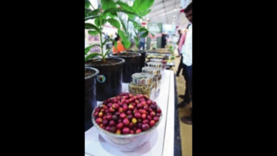 Coffee prices at 15-year high, growers thrilled