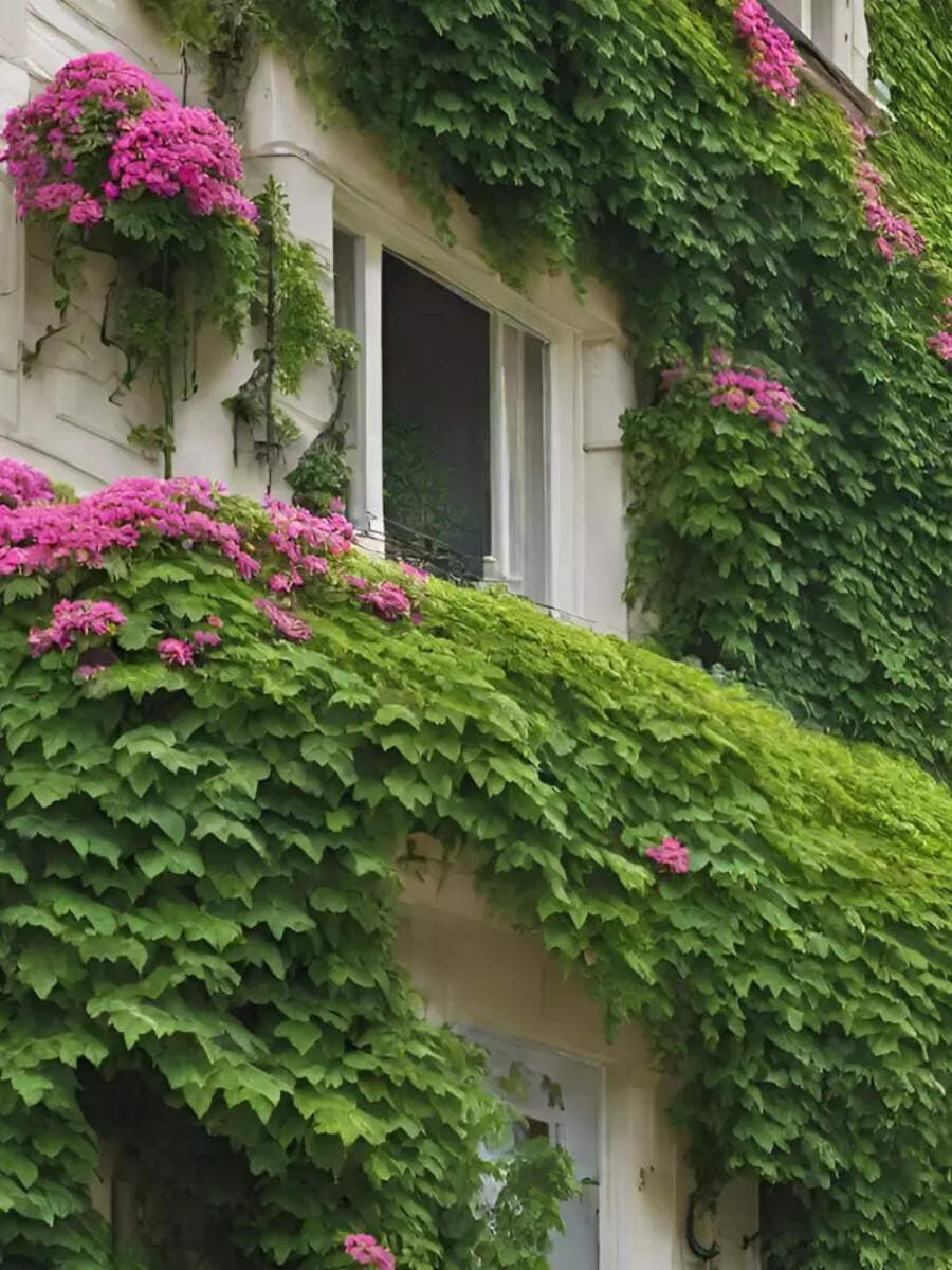 10 creepers that will look perfect on your balcony Times of India