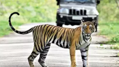 Tamil Nadu govt failed to release full funds allocated for tiger reserves: NTCA representatives