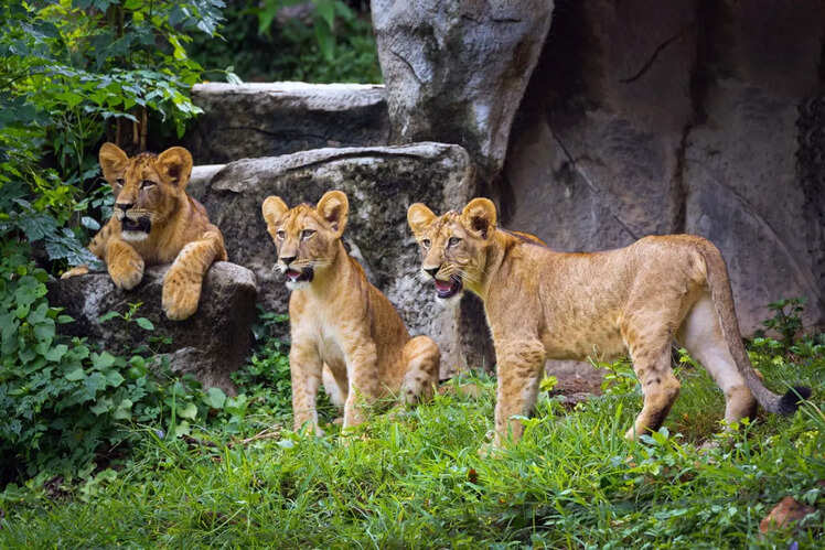 Gir National Park (325 km)