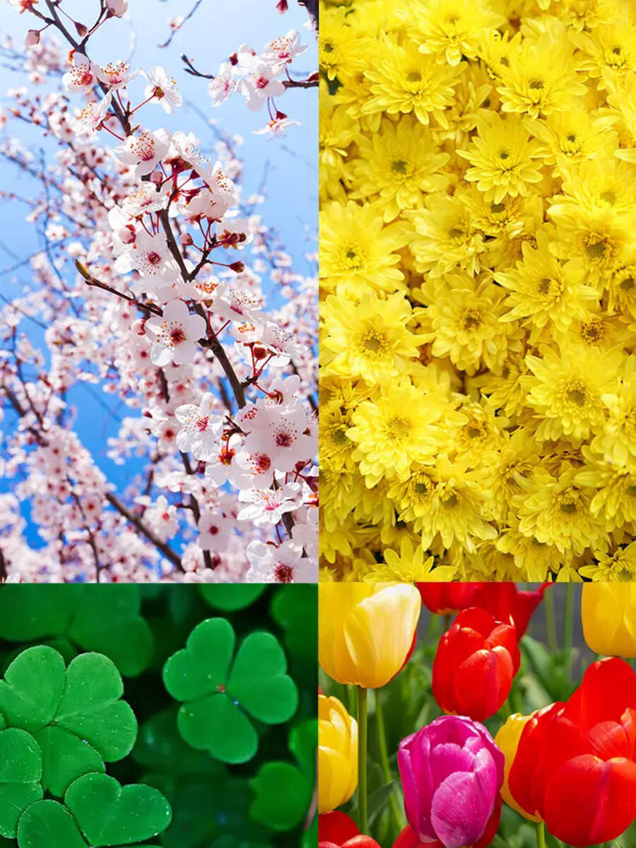 Flowers with deep-rooted cultural significance | Times of India