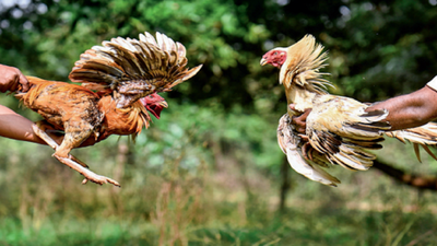 Andhra Pradesh cockfights: Roosters getting addicted to steroids and alcohol