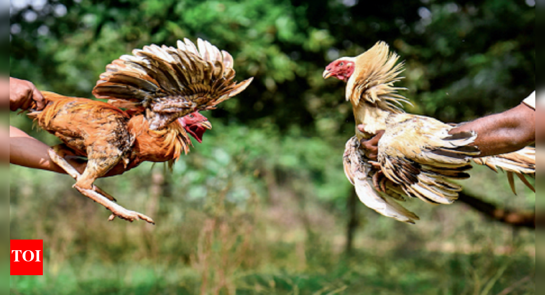 Andhra Pradesh cockfights: Roosters getting addicted to steroids and ...