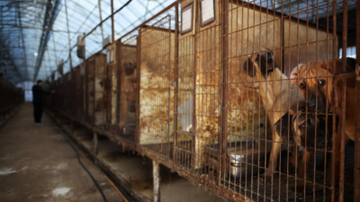 South Korea parliament to vote on banning dog meat trade