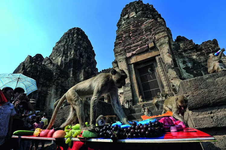 Monkey Buffet Festival, Lopburi, Thailand