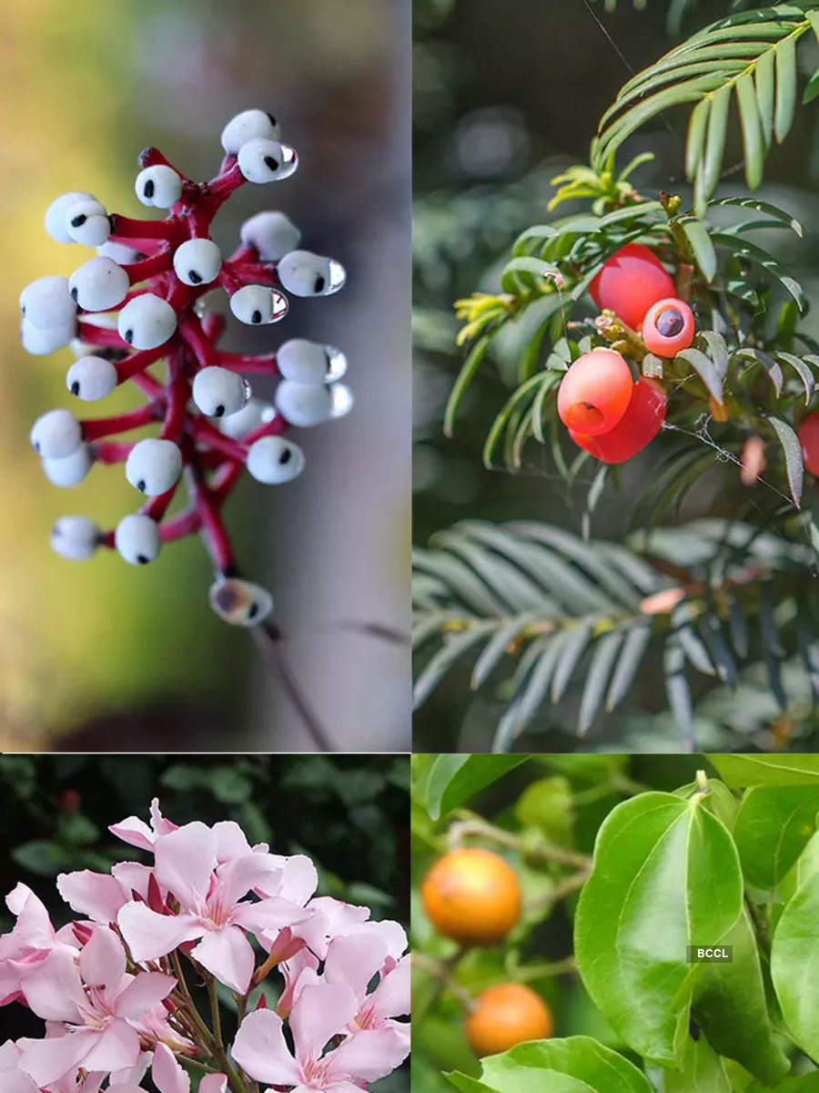 Most Dangerous Trees And Fruits In The World | Times Of India