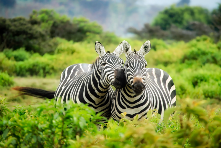 Kenya
