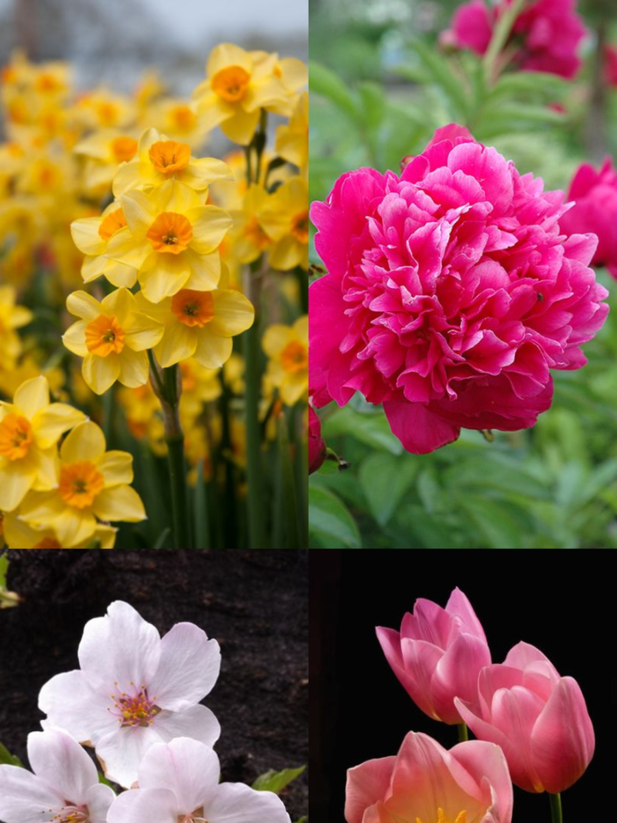 Flowers That Represent Life Times Now