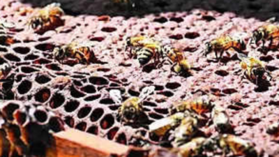 Businessman dies in bee attack in Morigaon district