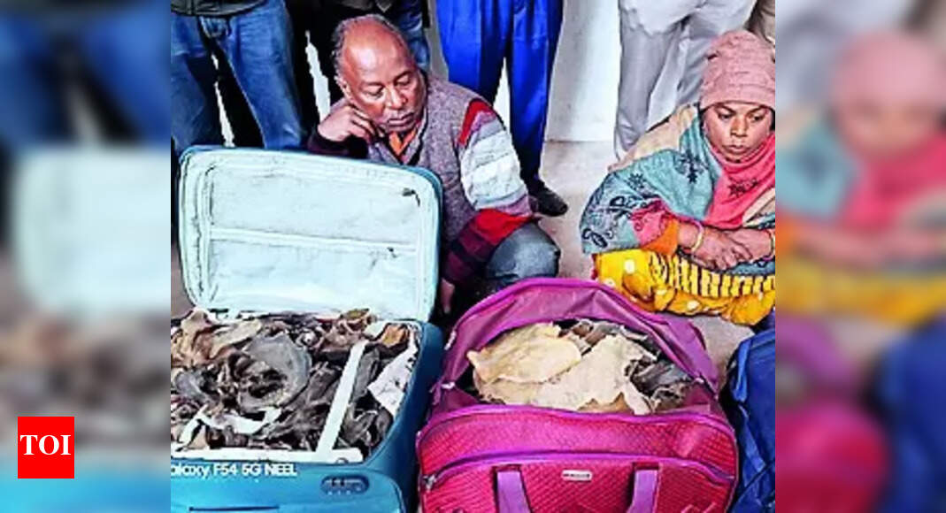 Dried Calipee Of Turtles 2 Held With 36 Kg Of Dried Calipee Of Turtles