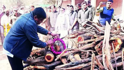 Last rites of country's oldest tigress ST-2 performed in minister's presence at Sariska