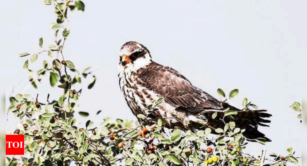 Amur Falcon: Amur Falcon Sightings in Jaisalmer: A Haven for Migratory ...