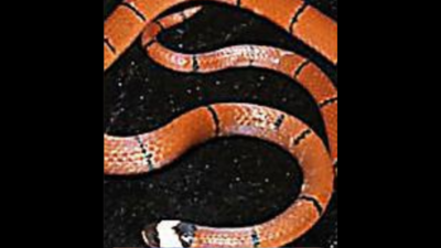 Mizoram throws up 2nd species of coral snake in NE, 10th one globally
