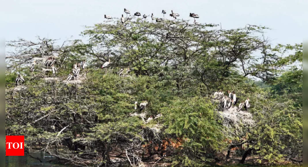 3.42 lakh migratory birds spotted in Odisha’s Hirakud reservoir