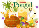 Happy Pongal 2024: Top 50 wishes, messages, and quotes to share with your loved ones