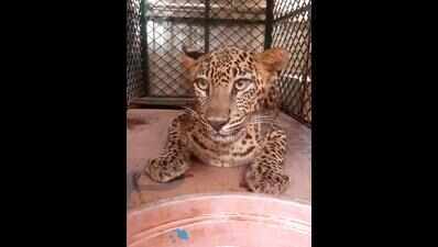 Bondla beckons leopard caught on Borim stroll