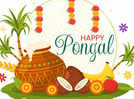 Happy Pongal 2024: Images, quotes, wishes, messages, cards, greetings, pictures  and GIFs