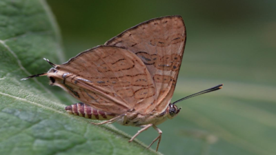 New butterfly species discovered in Western Ghats