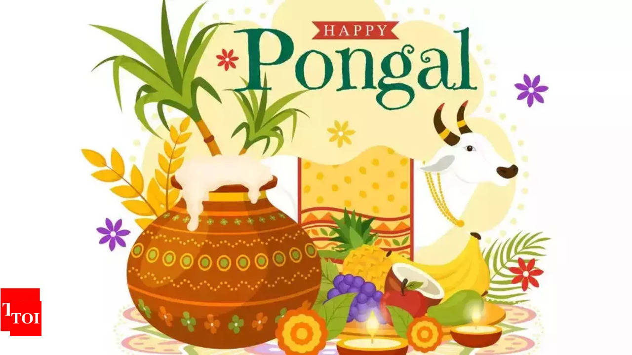 Pongal 2024: Date, History, Rituals, Celebration and Significance