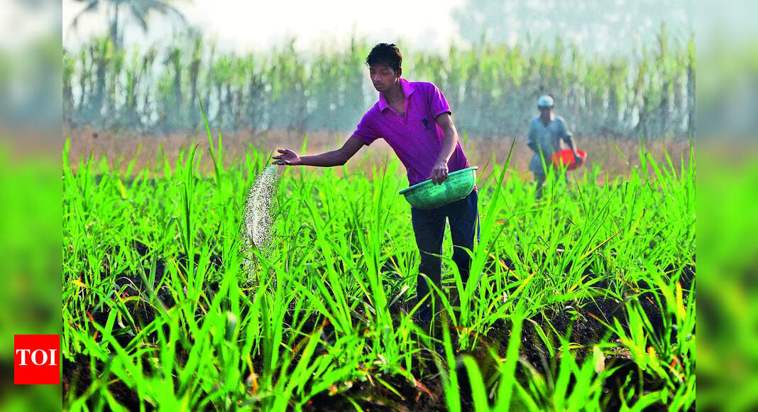 Cloudy Weather Cloudy Weather Worries Farmers in Kolhapur, Sangli