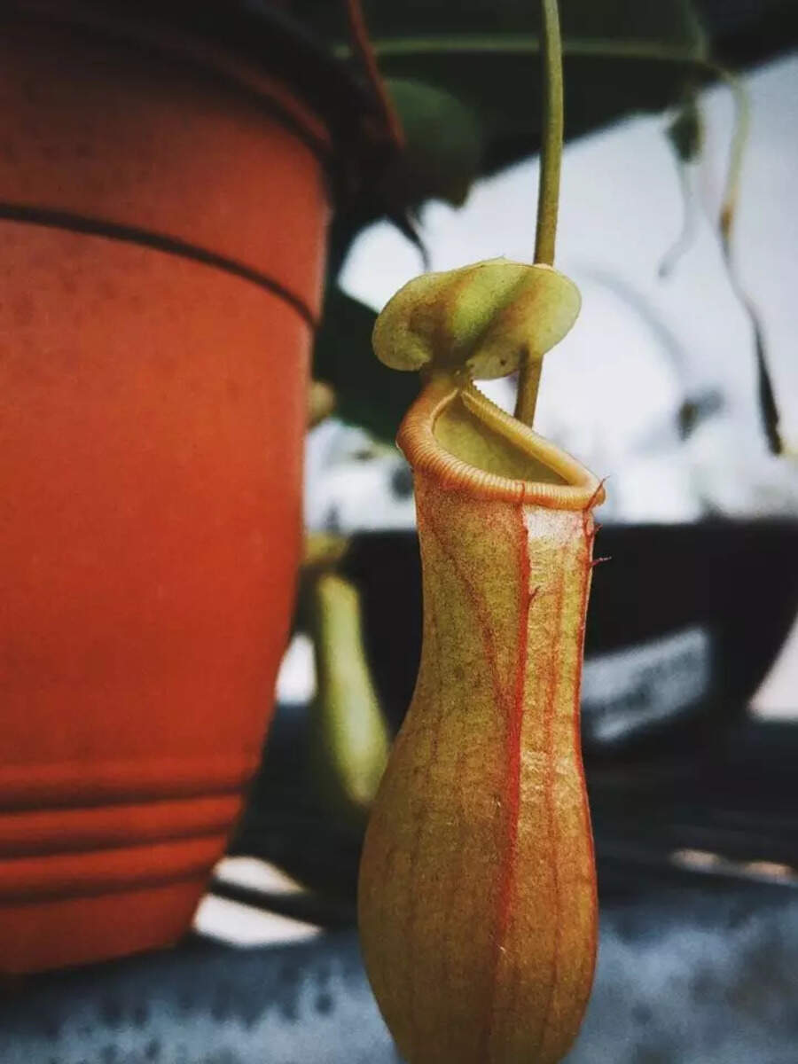 10 Rare MeatEating Plants On Earth tropical pitcher plant, sun pitcher plant, sundew, venus