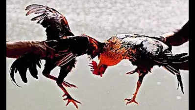 Five arrested for organising rooster fights in Andhra Pradesh