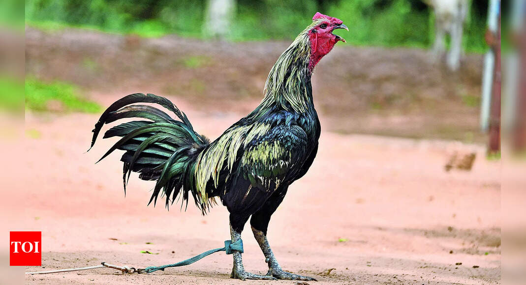 Roosters Fallen Roosters Meat Price Crosses 1,600 per kg, Demand