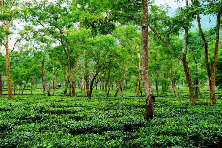 Silchar, Assam