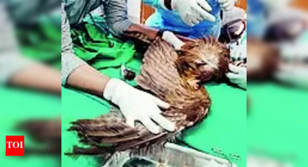 Injured Birds: 5 Injured Birds Taken To Ttc | Nagpur News - Times of India