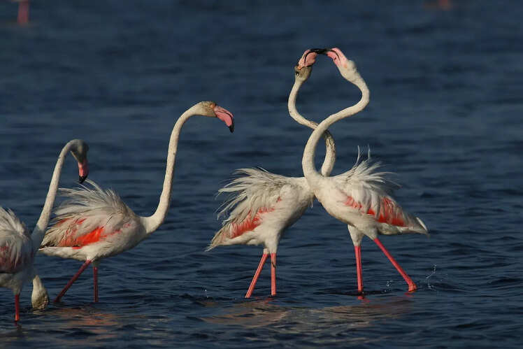 Greater Flamingos