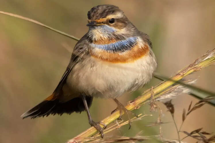 Bluethroat