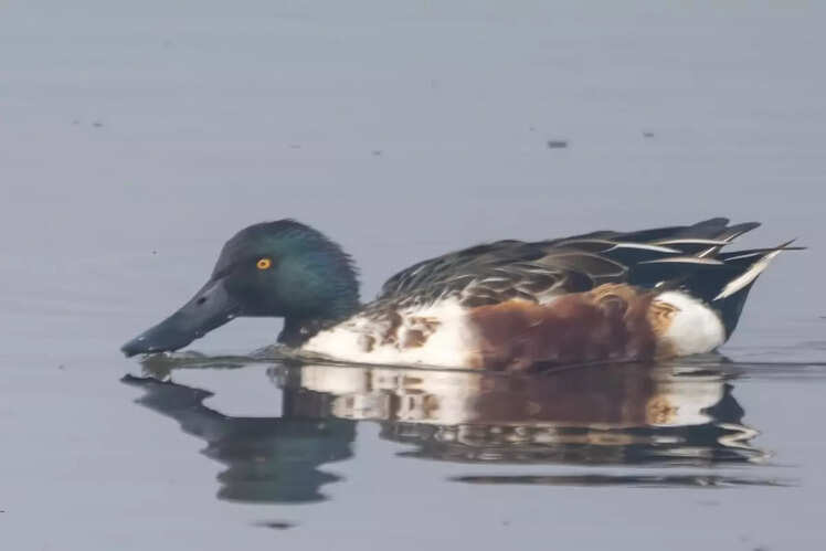 Northern Shoveler